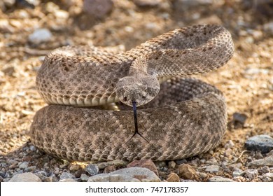 Wild Rattlesnake Coiled Up In Striking Defensive Position In Arizona Desert