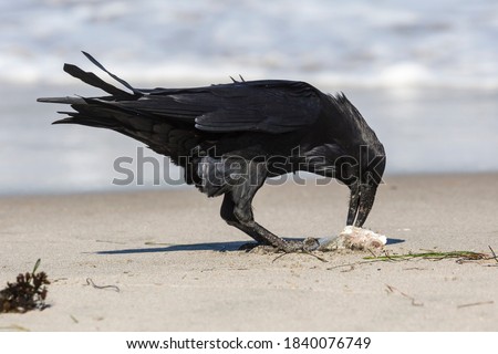 A wild raven with a caught fish on Santa Rosa Island in Channel Islands National Park (California).
