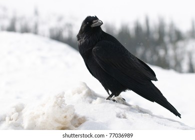 In snow raven the Raven