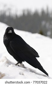 In snow raven the RAVEN IN