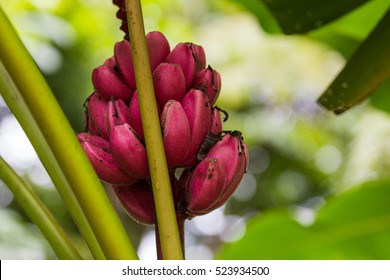 wild red banana fruit in green tree background 