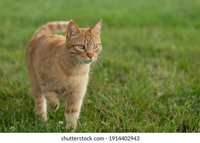 119,895 Small red cats Images, Stock Photos & Vectors | Shutterstock