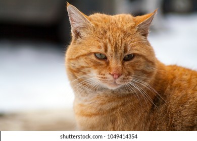 Wild Red Cat The Street Cat Named Bob Red Color Is Beautiful And Smart