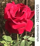 Wild red country rose in Rose Creek, AR