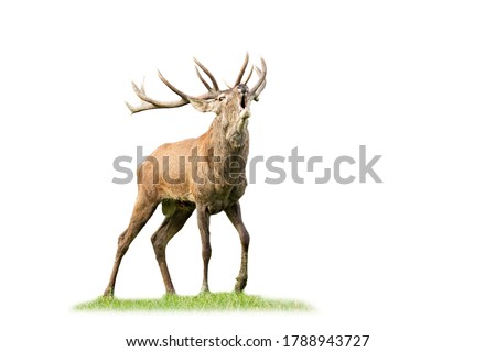 Similar – Image, Stock Photo no a Hirsch Nature Animal