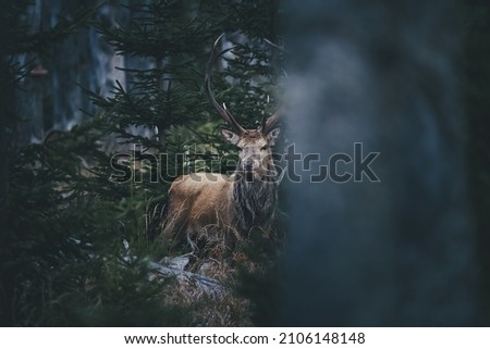 Wild red deer in conifer forest looking to the camera. Wildlife photography while deer rutting. Dark forest atmosphere, dry grass on the ground, green and dry forest around him.