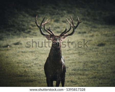 Image, Stock Photo no a Hirsch Nature Animal