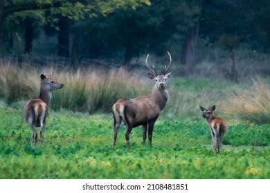 Wild red deer in Mesola Nature Reserve Park, Ferrara, Italy - This is an autochthonous protected species, Mesola Deer, the last in italian territory  - Nature trips and Protected wildlife concept