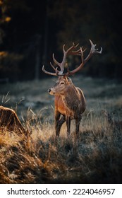 Wild red deer in nature at sunset, Mountain landscape wildlife view