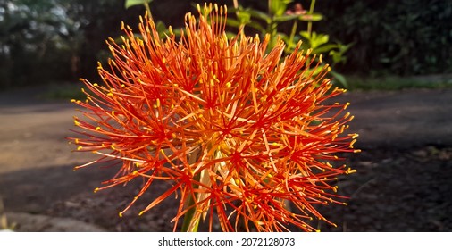 Wild Red Flowers Blazing Under The Hot Sun, Shaped Like A Ball Of Thorny Fire.