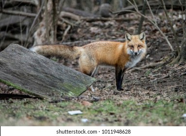 Wild Red Fox (city Fox) Looking For Food.