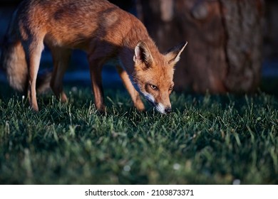 Wild red fox coming to a countryside backyard from the woods in dark evening