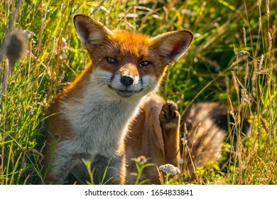 Wild Red Fox, Smiling After A Good Scratch With His Back Leg, On The Isle Of Wight