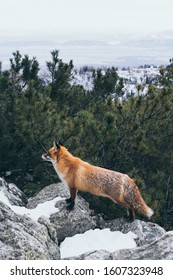 Wild Red Fox Standing On The Rock In High Tatra Mountains, Slovakia. Snow And Winter Time. Vertical Orientation.