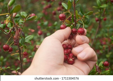 wild-red-fruit-that-grows-260nw-1711504576.jpg