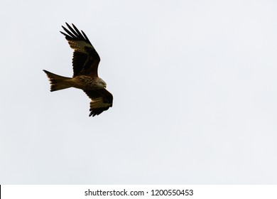 Bird Of Prey Uk Images Stock Photos Vectors Shutterstock