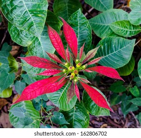 Wild Red Poinsettia Flower, Euphorbia Pulcherrima