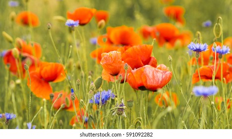 wild red poppies - Shutterstock ID 591092282