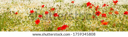 Wild red poppies and camomile on the green field in the north of France, Normandie. Bright flower blossom in June. Sunny day, blue sky, white clouds. Beautiful landscape. Banner