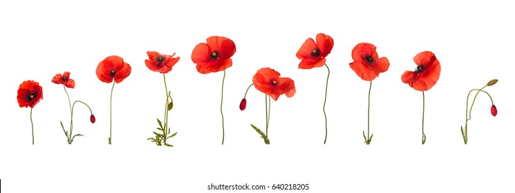Wild red poppies in a row. Isolated on white background. 