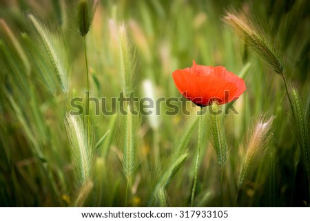 Similar – Poppy flower in a cereal field