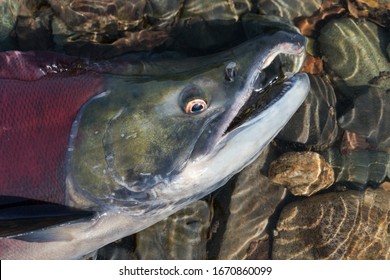 1,331 Dying salmon Images, Stock Photos & Vectors | Shutterstock