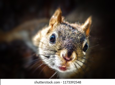 Wild Red Squirrel With Bokeh