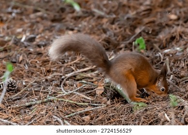 A wild red squirrel digging searching in the ground for its hidden food, its red coat and bushy tail with a white tip pointing up. The ground is brown with fallen pine needles and twigs. Winter in England.