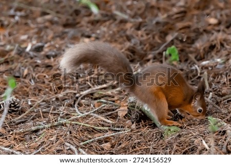 A wild red squirrel digging searching in the ground for its hidden food, its red coat and bushy tail with a white tip pointing up. The ground is brown with fallen pine needles and twigs. Winter in England.