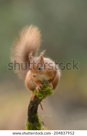 A wild Red Squirrel perched on a moss covered branch.