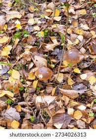 Wild red-cap mushrooms emerging from ground covered with colorful fall leaves