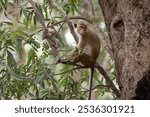 Wild red-faced macaque monkey with a baby in Wilpattu National Park, Sri Lanka