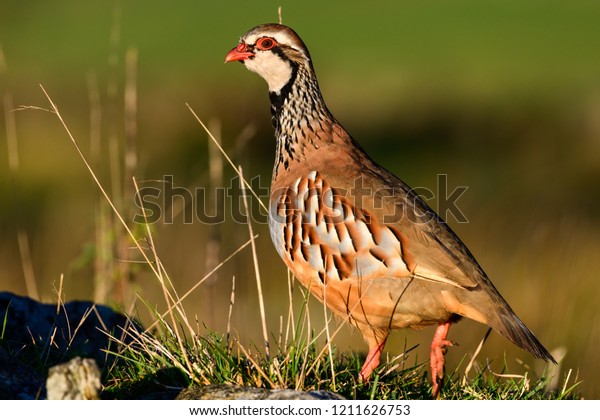 Wild Redlegged Partridge Natural Habitat Reeds Stock Photo 1211626753 ...