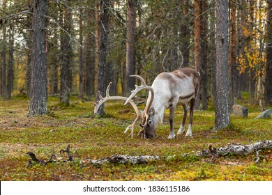 Wild reindeer grazing in pine forest in Lapland at autumn, Northern Finland. Beautiful male deer portrait