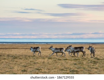 Wild reindeer herd ,Iceland East Fjords