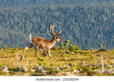 35,878 Animals In The Tundra Images, Stock Photos & Vectors 