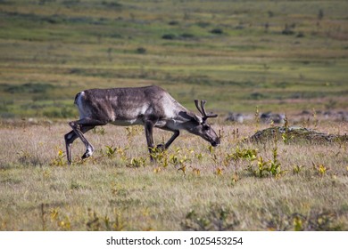 3,487 Northern ural mountains Images, Stock Photos & Vectors | Shutterstock