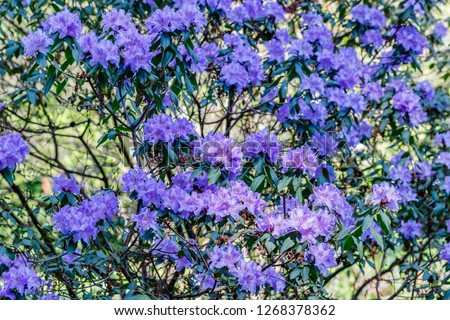 Wild Rhododendron flowers in garden. Spring background with blue violet Rhododendron augustinii  blooms