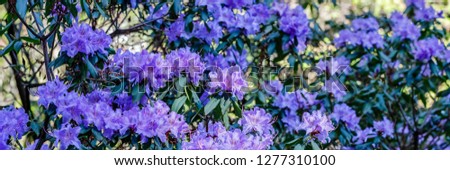 Wild Rhododendron flowers in garden. Spring banner background with blue violet Rhododendron augustinii  blooms