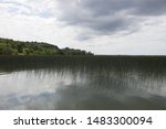 Wild rice grows in a Midwestern lake