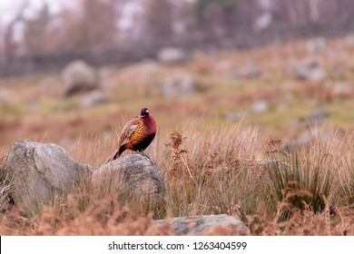 Wild Ring Necked Pheasant walking through natural habitat of reeds and grasses on moorland in Yorkshire Dales, UK.