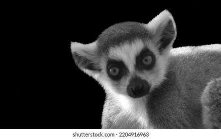 Wild Ring-tailed Lemur Closeup Face