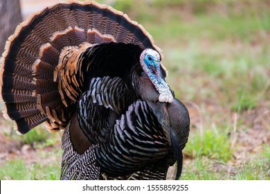 Wild Rio Grande Turkey displaying.
