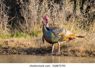 Wild Rio Grande Turkey Drinking Water From A Pond