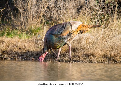 Wild Rio Grande Turkey Drinking Water From A Pond