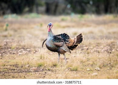 Wild Rio Grande Turkey Ruffled Up In The Cold Air