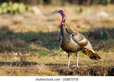 Wild Rio Grande Turkey Standing By A Texas Pond