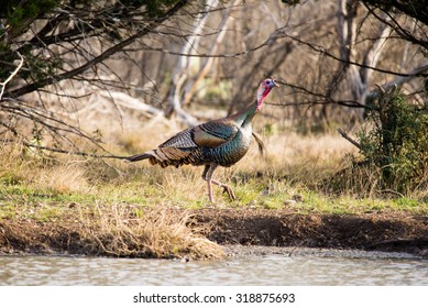 Wild Rio Grande Turkey Walking To The Right Behind A Pond