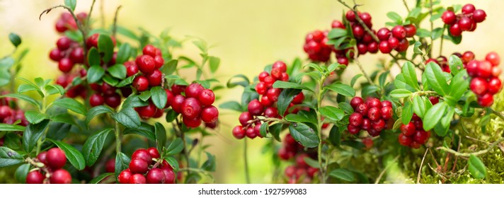 Wild Ripe Cowberry In A Forest