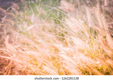 wild ripe grass and twigs, natural field plants,  gold color floral elements, beautiful nature landscape on white background - Shutterstock ID 1262281138